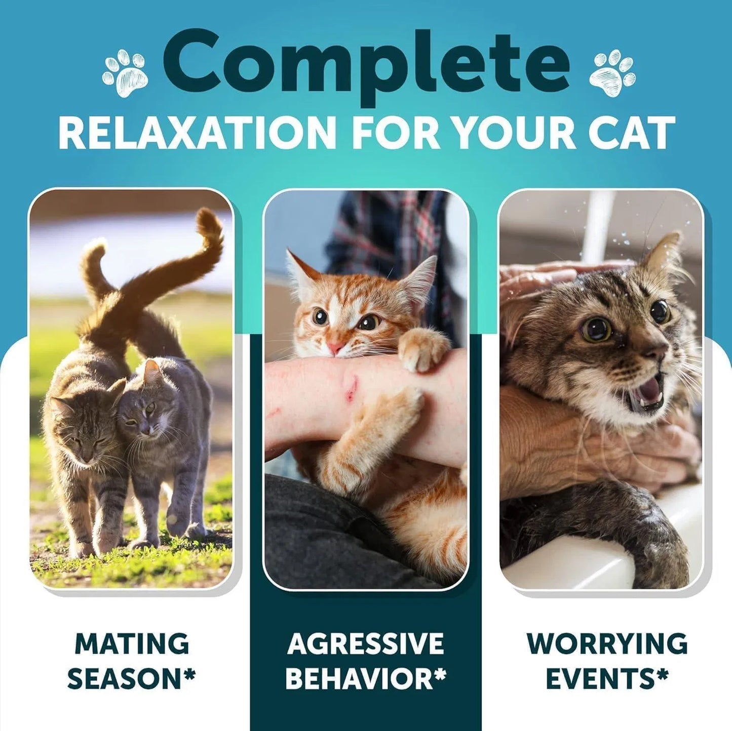 Calming Treats for Cats