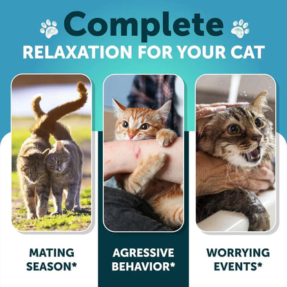 Calming Treats for Cats